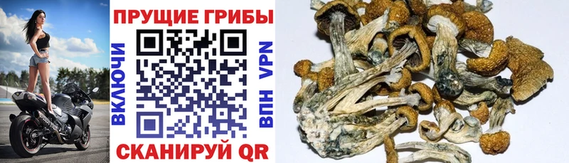 Псилоцибиновые грибы MAGIC MUSHROOMS Анапа